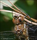 Migrant Hawker 